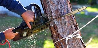 Best Tree Disease Treatment  in Munroe Falls, OH