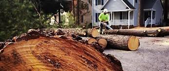 Best Tree Maintenance Programs  in Munroe Falls, OH