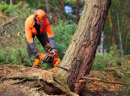 Best Arborist Consultation Services  in Munroe Falls, OH