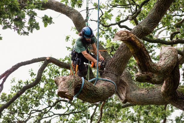 Munroe Falls, OH Tree Care Company