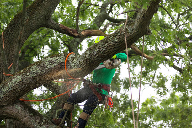 Best Storm Damage Tree Cleanup  in Munroe Falls, OH