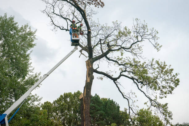 Best Tree Mulching  in Munroe Falls, OH