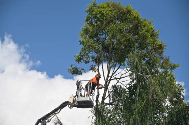 Best Tree and Shrub Care  in Munroe Falls, OH