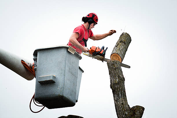 Best Hedge Trimming  in Munroe Falls, OH