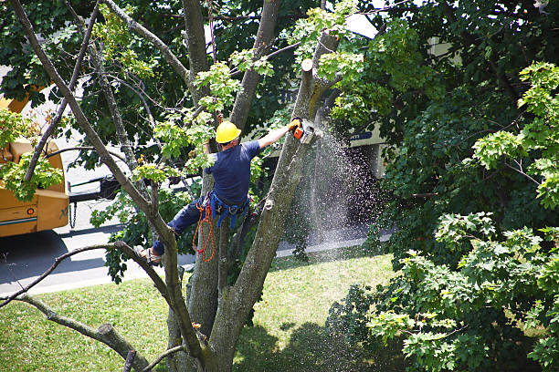 Best Tree Trimming and Pruning  in Munroe Falls, OH