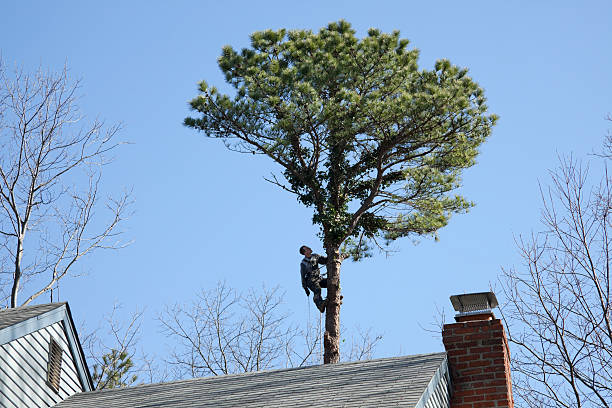 Best Leaf Removal  in Munroe Falls, OH