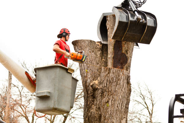 Best Fruit Tree Pruning  in Munroe Falls, OH