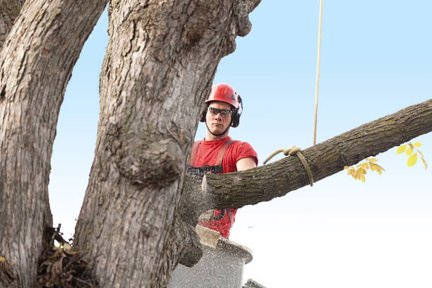 Best Commercial Tree Services  in Munroe Falls, OH